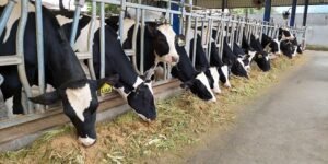 Keberlanjutan Agraris: Peluang Bisnis Peternakan di Laos